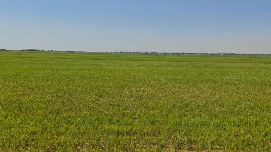 إكمال حملة استزراع محصول الشلب في النجف بنسبة 100% من المساحة المقررة.