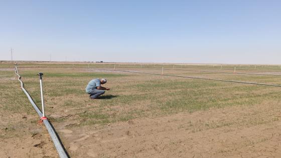 تجربة لزراعة الشلب باستخدام المرشات الثابتة التي تعمل بالطاقة الشمسية في بحر النجف