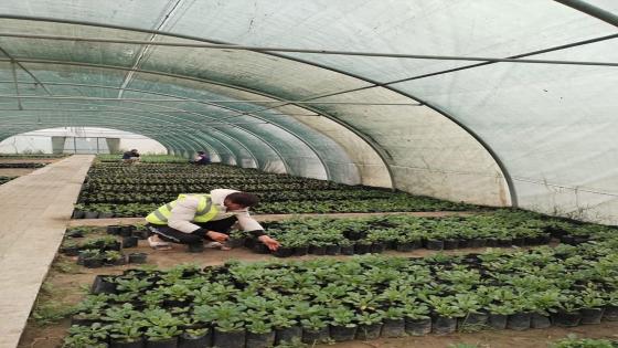 زراعة أنواع متعددة من الزهور الموسمية