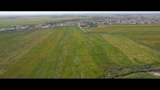 نجاح الموسم الزراعي الصيفي لمحصول الرز (الشلب) في محافظة النجف الأشرف