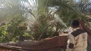 قسم وقاية المزروعات يواصل حملة مكافحة عنكبوت حلم الغبار على النخيل