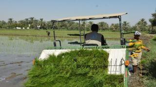 مديرية الزراعة تنفذ طريقة الشتال الميكانيكي في زراعة محصول الشلب لعام 2024 في قضاء المشخاب.