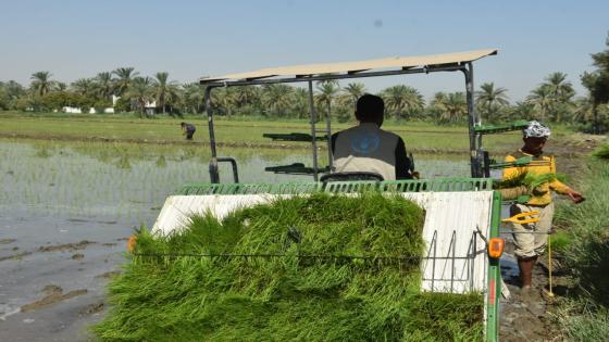 مديرية الزراعة تنفذ طريقة الشتال الميكانيكي في زراعة محصول الشلب لعام 2024 في قضاء المشخاب.