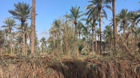 الموارد المائية تواصل أعمال تطهير الأنهار في المحافظة