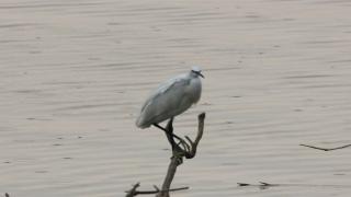 مديرية البيئة تتابع واقع التنوع البيولوجي في محمية بحر النجف