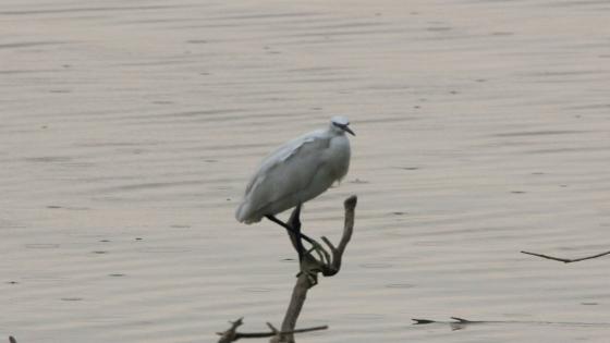 مديرية البيئة تتابع واقع التنوع البيولوجي في محمية بحر النجف