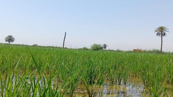 مديرية الموارد المائية تتابع ميدانياً الاراضي الزراعية الشلبية المروية في المحافظة.