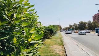 كوادر شعبة الحدائق والمتنزهات تواصل حملات ادامة المساحات الخضراء والجزرات الوسطية والجانبية في عموم المدينة .