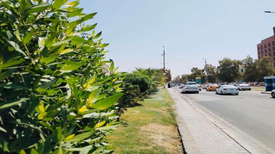 كوادر شعبة الحدائق والمتنزهات تواصل حملات ادامة المساحات الخضراء والجزرات الوسطية والجانبية في عموم المدينة .