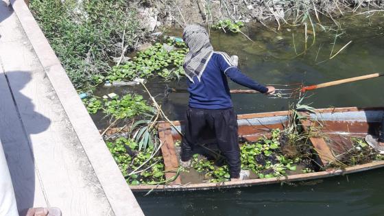 مديرية صيانة الري والبزل تواصل حملتها في إزالة نبات زهرة النيل في جميع الأنهر الرئيسية والفرعيةفي المحافظة