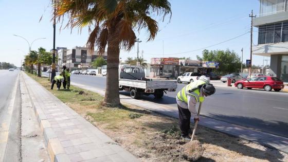 بلدية النجف الأشرف تباشر بخطة موسمها الزراعي بزراعة الجزرات الوسطية