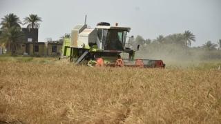 أستمرار حملة حصاد الشلب وزراعة الحنطة في النجف الاشرف