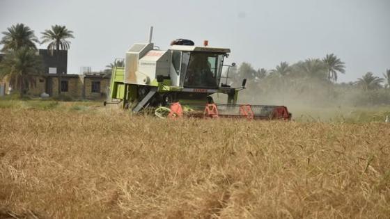 أستمرار حملة حصاد الشلب وزراعة الحنطة في النجف الاشرف